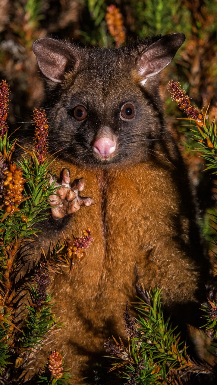 Zorro Marrón y Negro Sobre la Hierba Verde. Wallpaper in 720x1280 Resolution