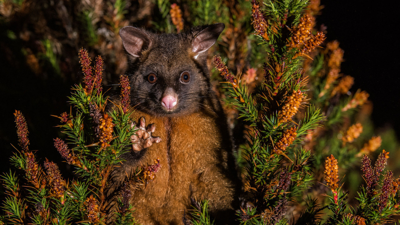Renard Brun et Noir Sur L'herbe Verte. Wallpaper in 1280x720 Resolution