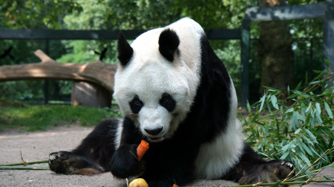 Weißer Und Schwarzer Panda Auf Grünem Gras Tagsüber. Wallpaper in 1366x768 Resolution