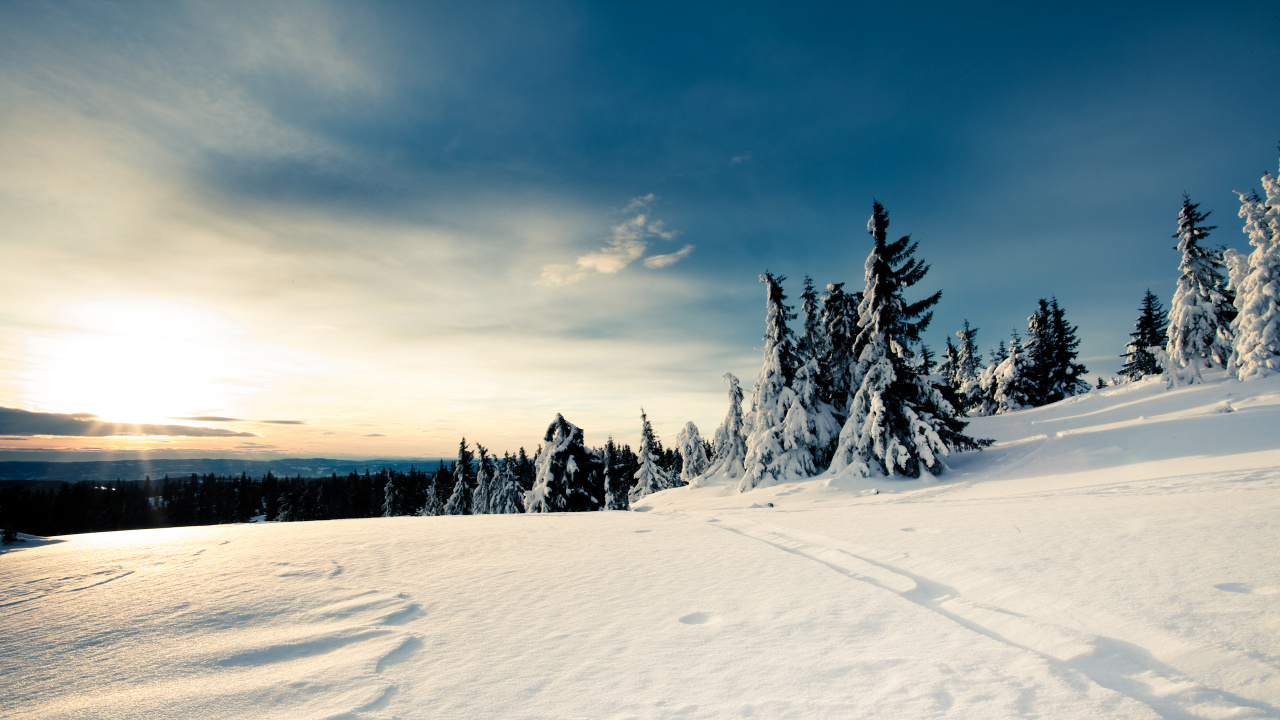 Green Pine Trees on Snow Covered Ground Under White Clouds and Blue Sky During Daytime. Wallpaper in 1280x720 Resolution