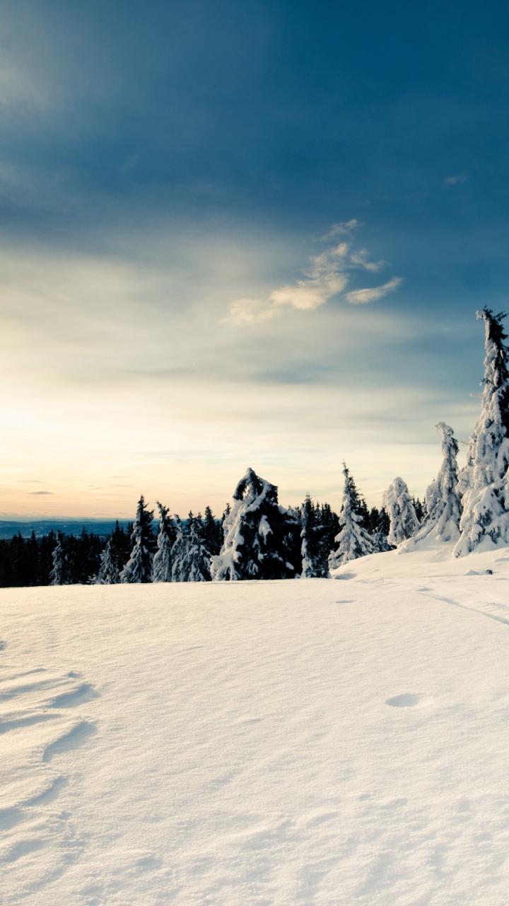 Green Pine Trees on Snow Covered Ground Under White Clouds and Blue Sky During Daytime. Wallpaper in 720x1280 Resolution