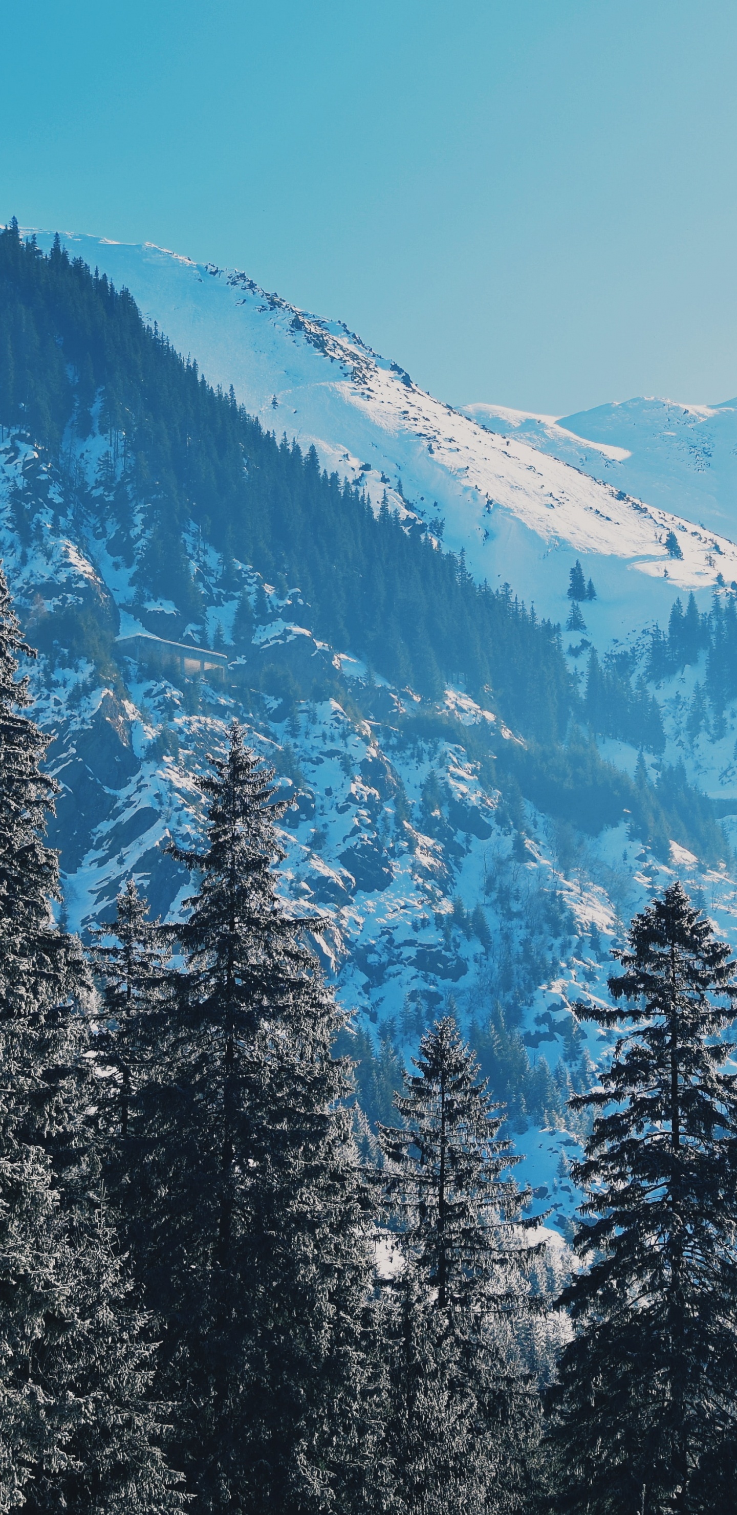 Neige, Nature, Hiver, Mélèze, Les Reliefs Montagneux. Wallpaper in 1440x2960 Resolution