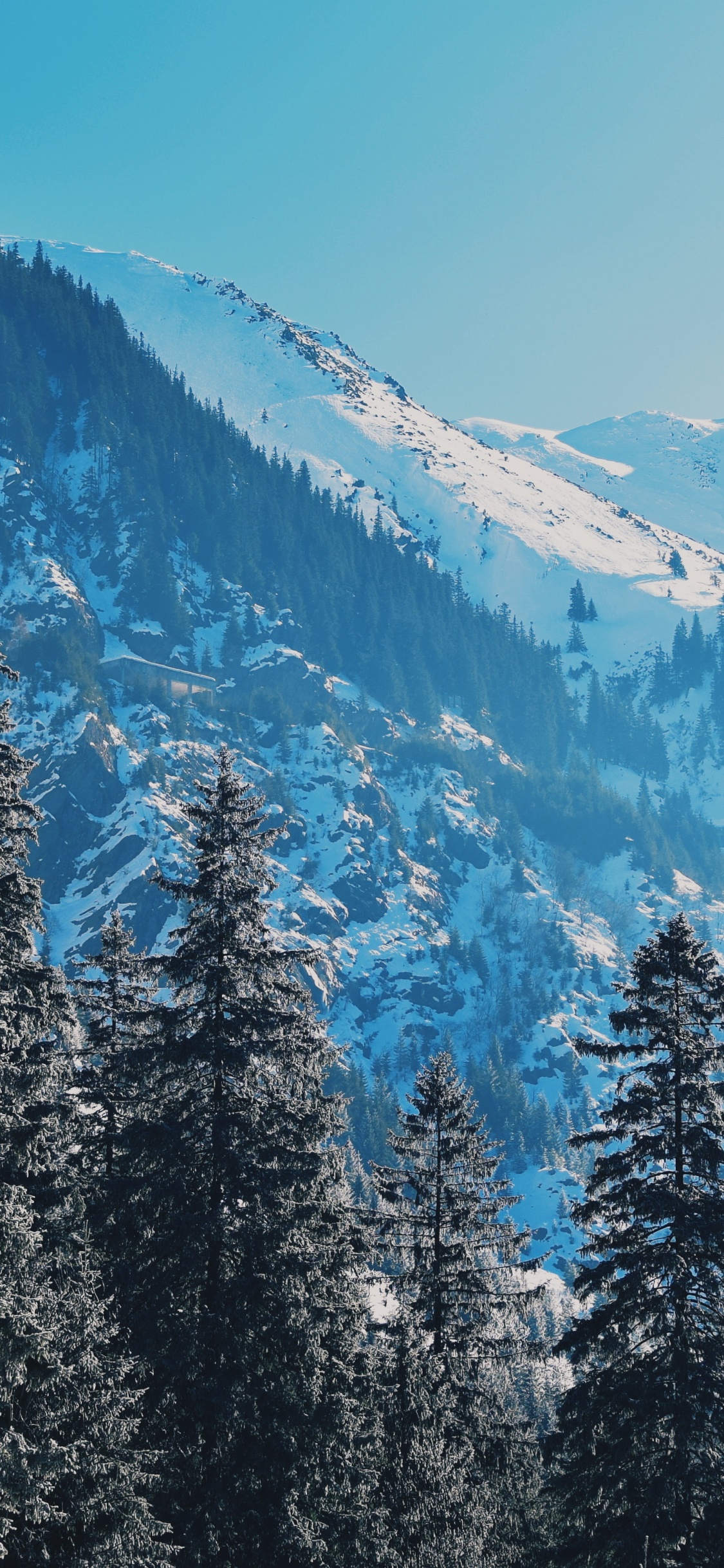 Nieve, Naturaleza, Desierto, Invierno, Alerce. Wallpaper in 1125x2436 Resolution