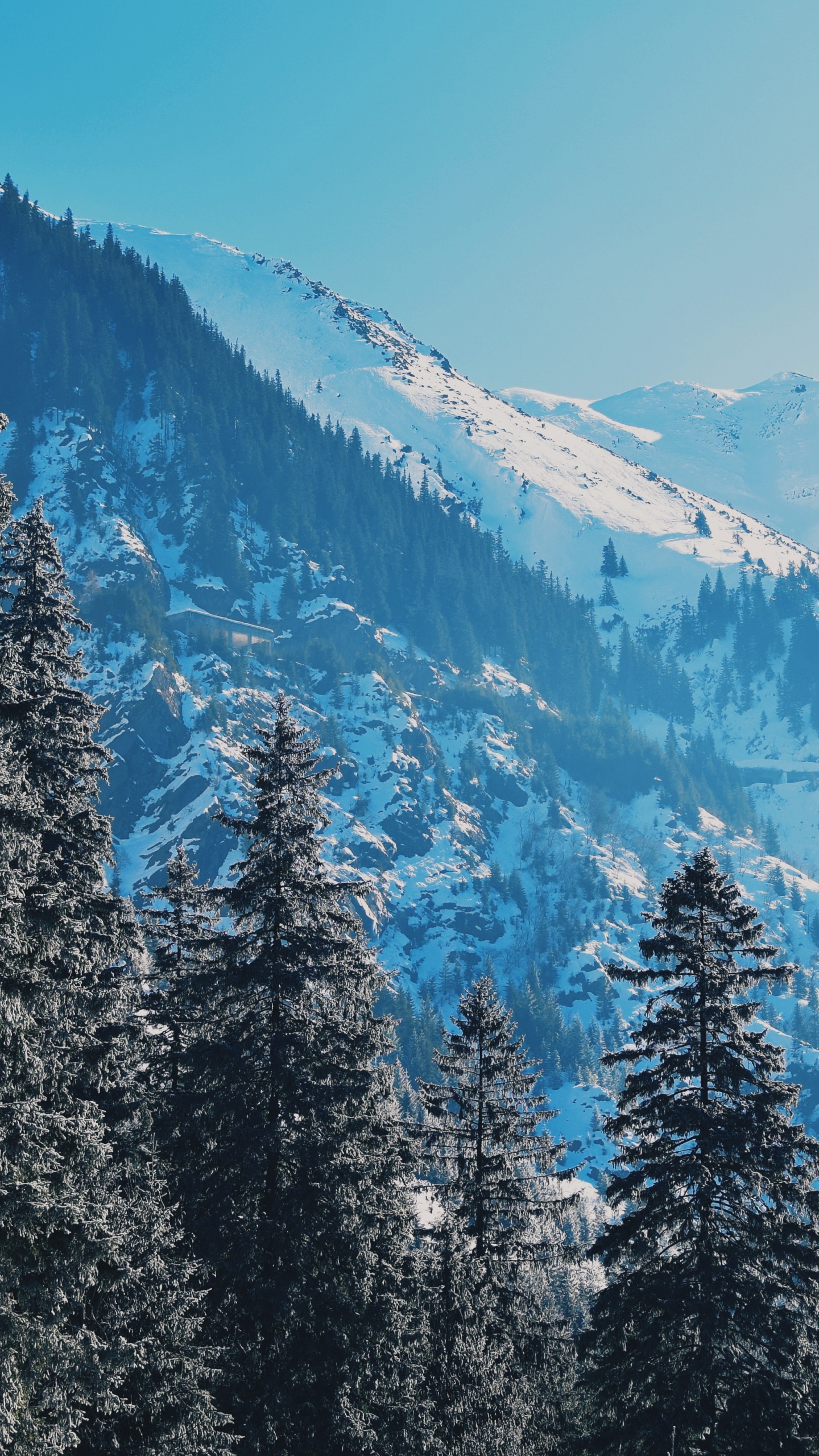 Snow, Nature, Wilderness, Winter, Larch. Wallpaper in 1440x2560 Resolution