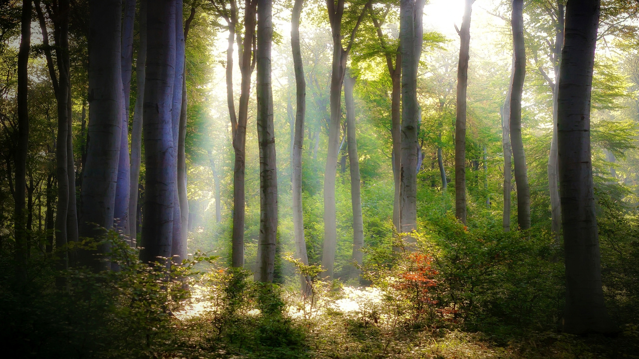 Arbres et Plantes Verts Pendant la Journée. Wallpaper in 1280x720 Resolution