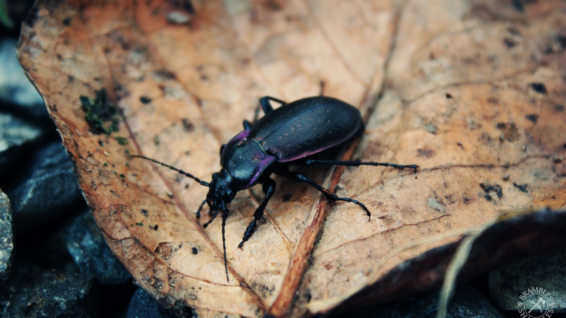 Black Beetle on Brown Dried Leaf. Wallpaper in 1920x1080 Resolution