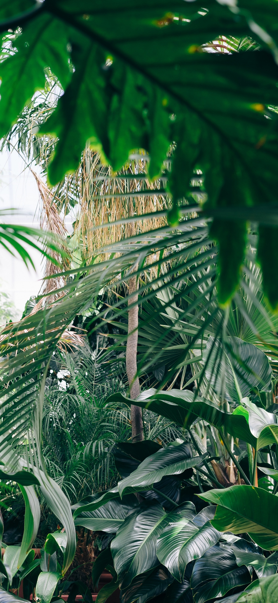 Green Banana Tree During Daytime. Wallpaper in 1125x2436 Resolution