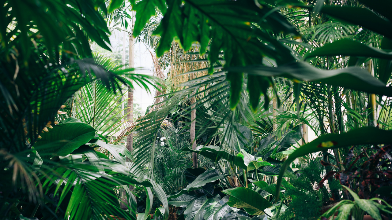 Green Banana Tree During Daytime. Wallpaper in 1280x720 Resolution