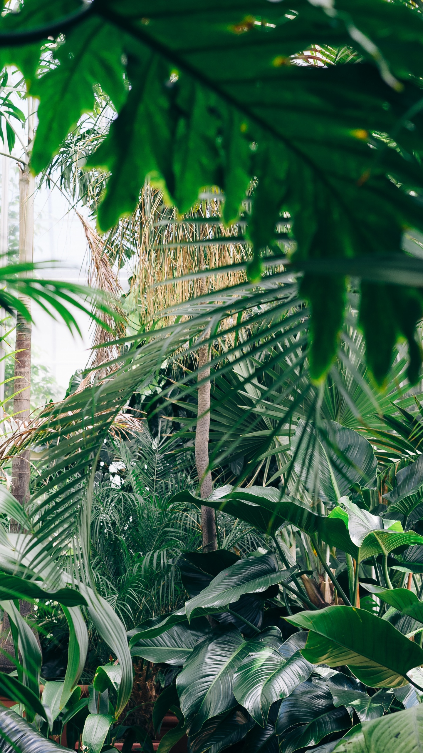 Green Banana Tree During Daytime. Wallpaper in 1440x2560 Resolution