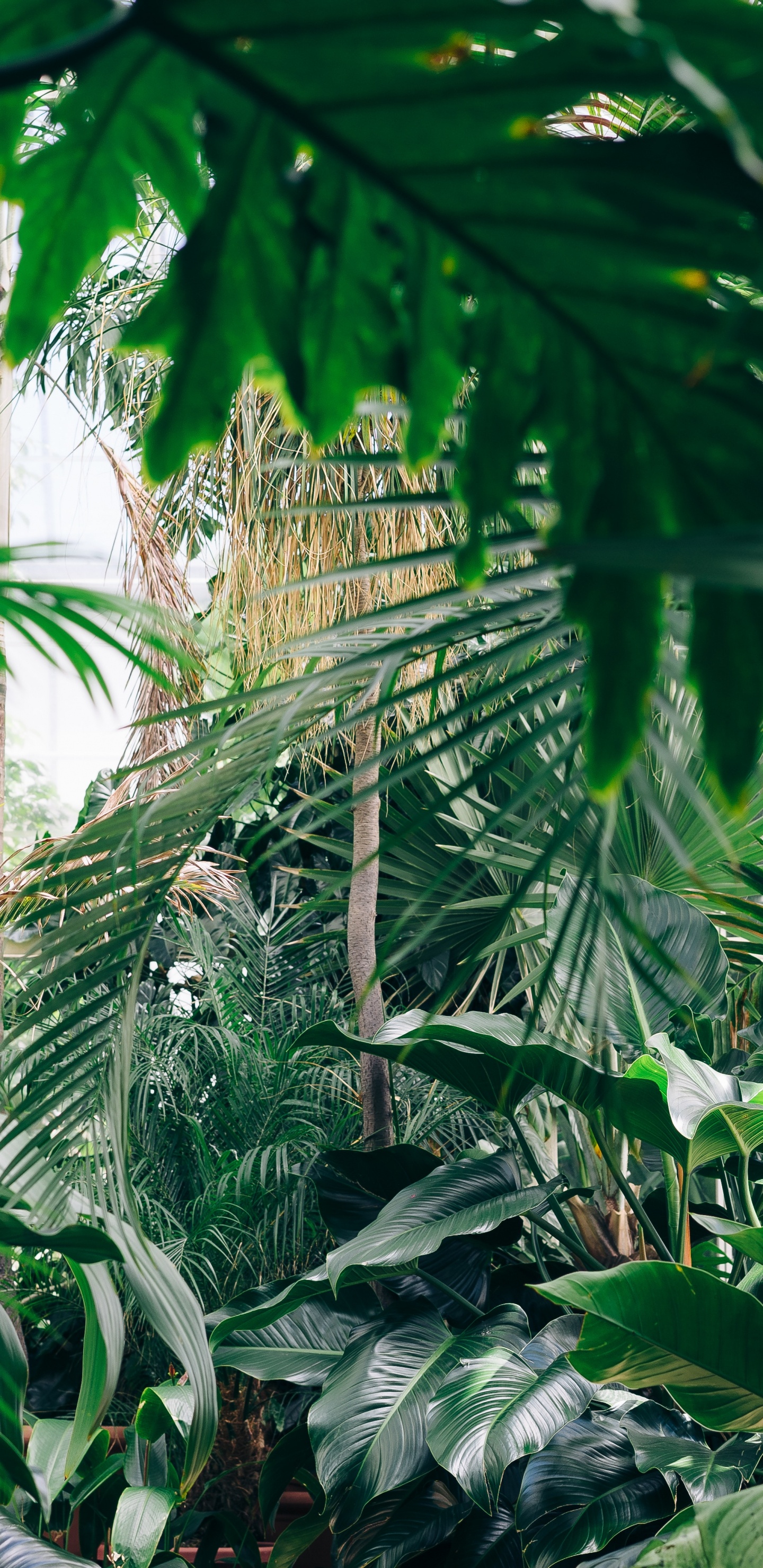 Green Banana Tree During Daytime. Wallpaper in 1440x2960 Resolution