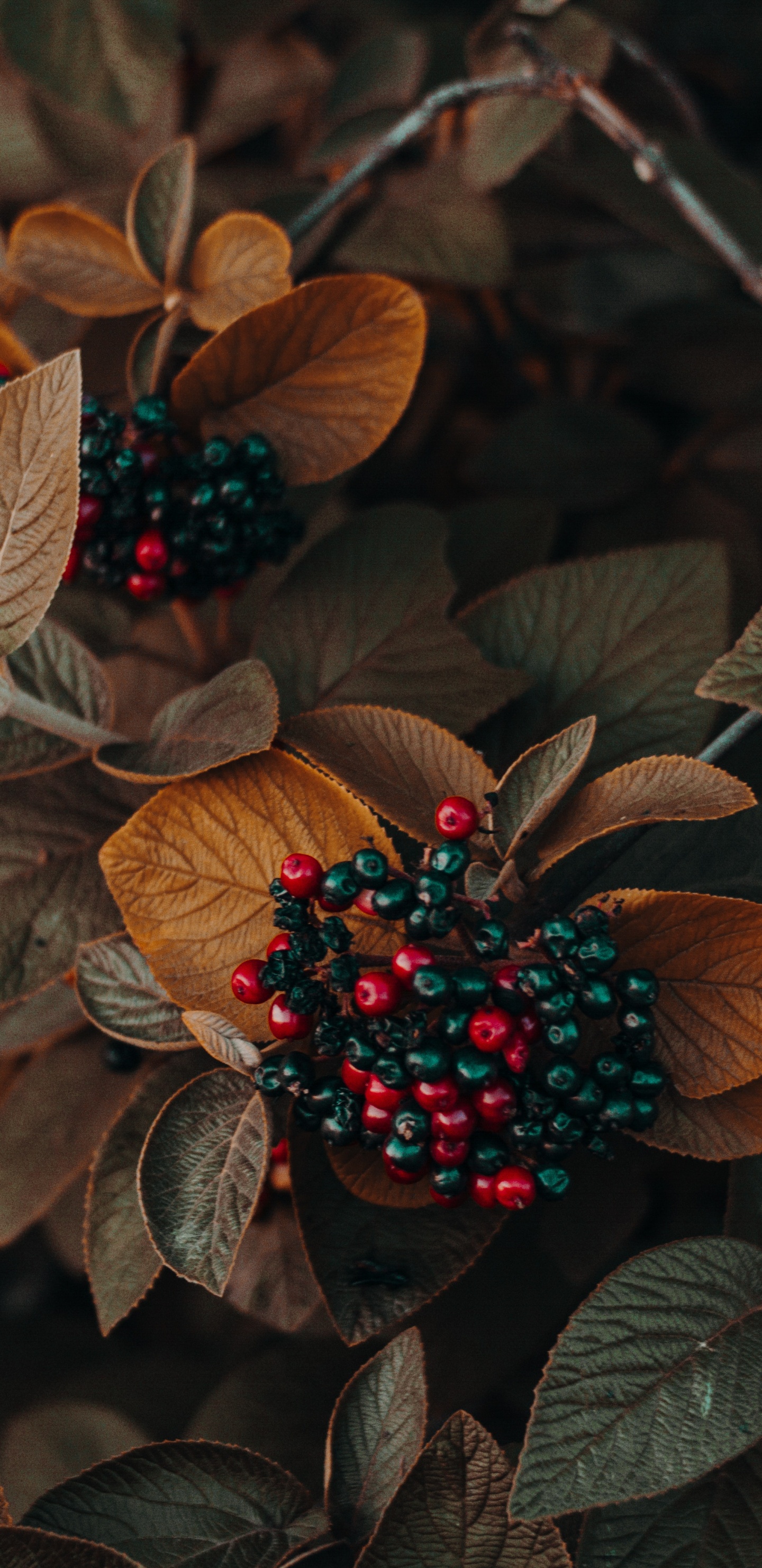 Flower, Plant, Light, Leaf, Terrestrial Plant. Wallpaper in 1440x2960 Resolution