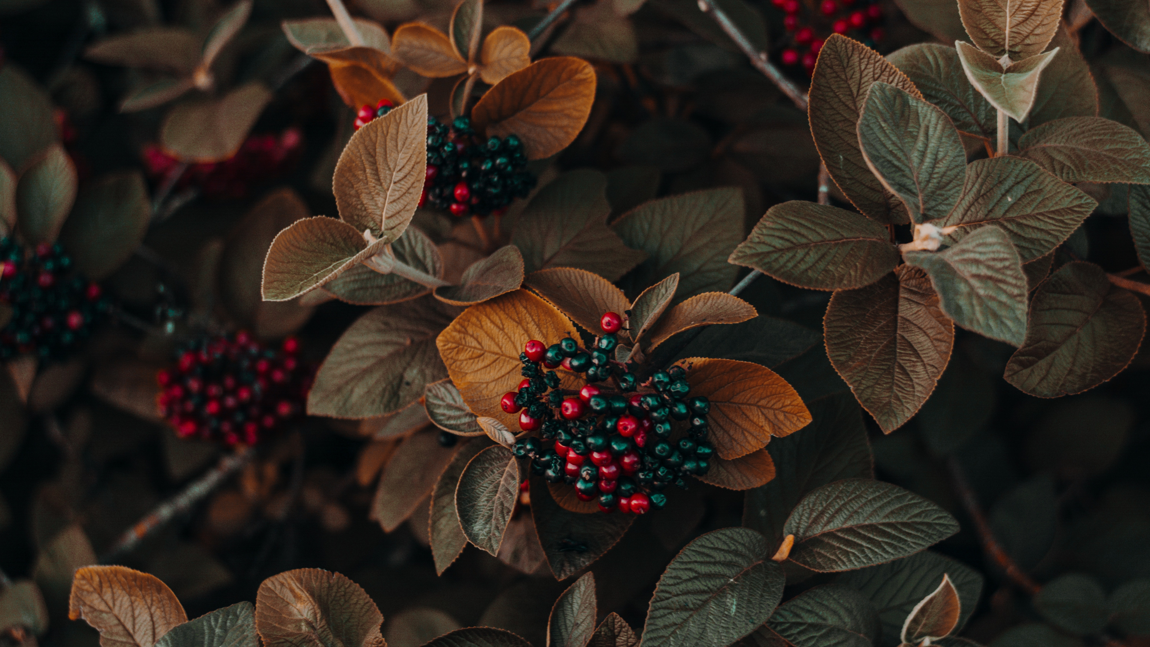 Flower, Plant, Light, Leaf, Terrestrial Plant. Wallpaper in 3840x2160 Resolution