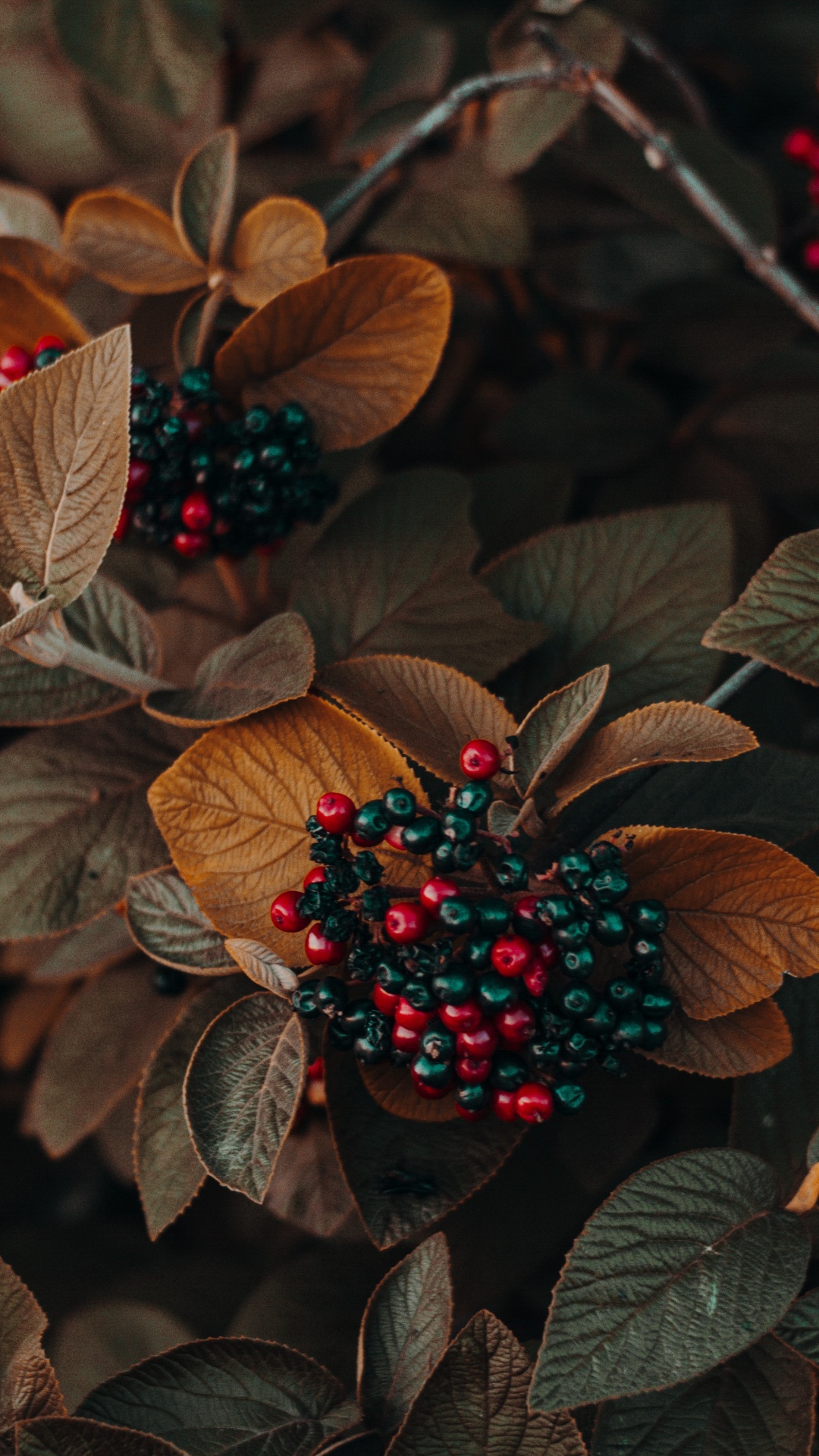 Licht, Blatt, Terrestrische Pflanzen, Blühende Pflanze, Berry. Wallpaper in 1080x1920 Resolution