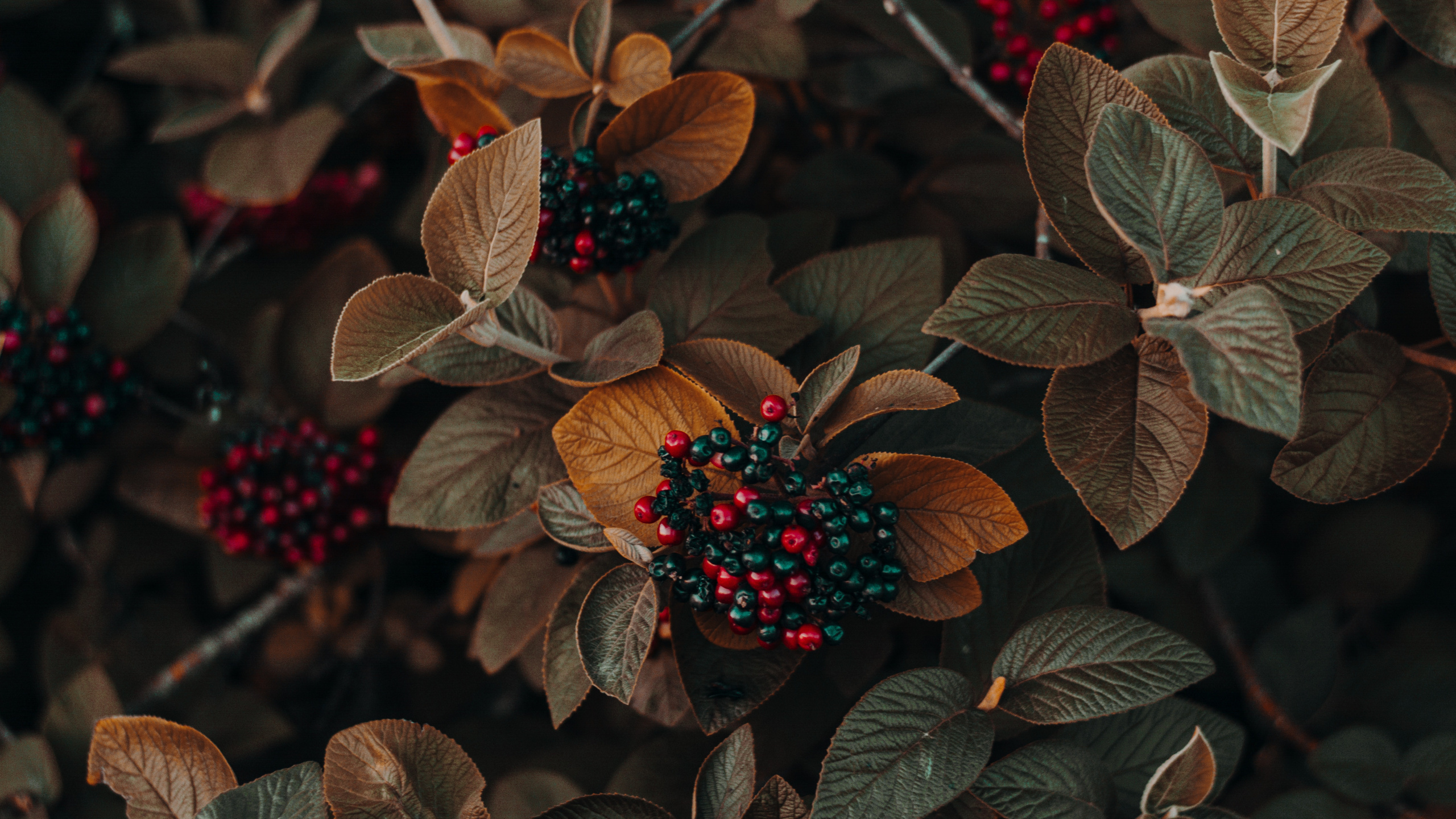 Licht, Blatt, Terrestrische Pflanzen, Blühende Pflanze, Berry. Wallpaper in 2560x1440 Resolution