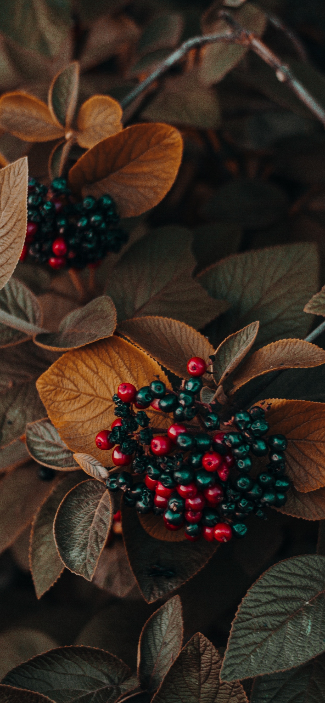 Lumière, Feuille, Plante Terrestre, Fruits, la Floraison de la Plante. Wallpaper in 1242x2688 Resolution