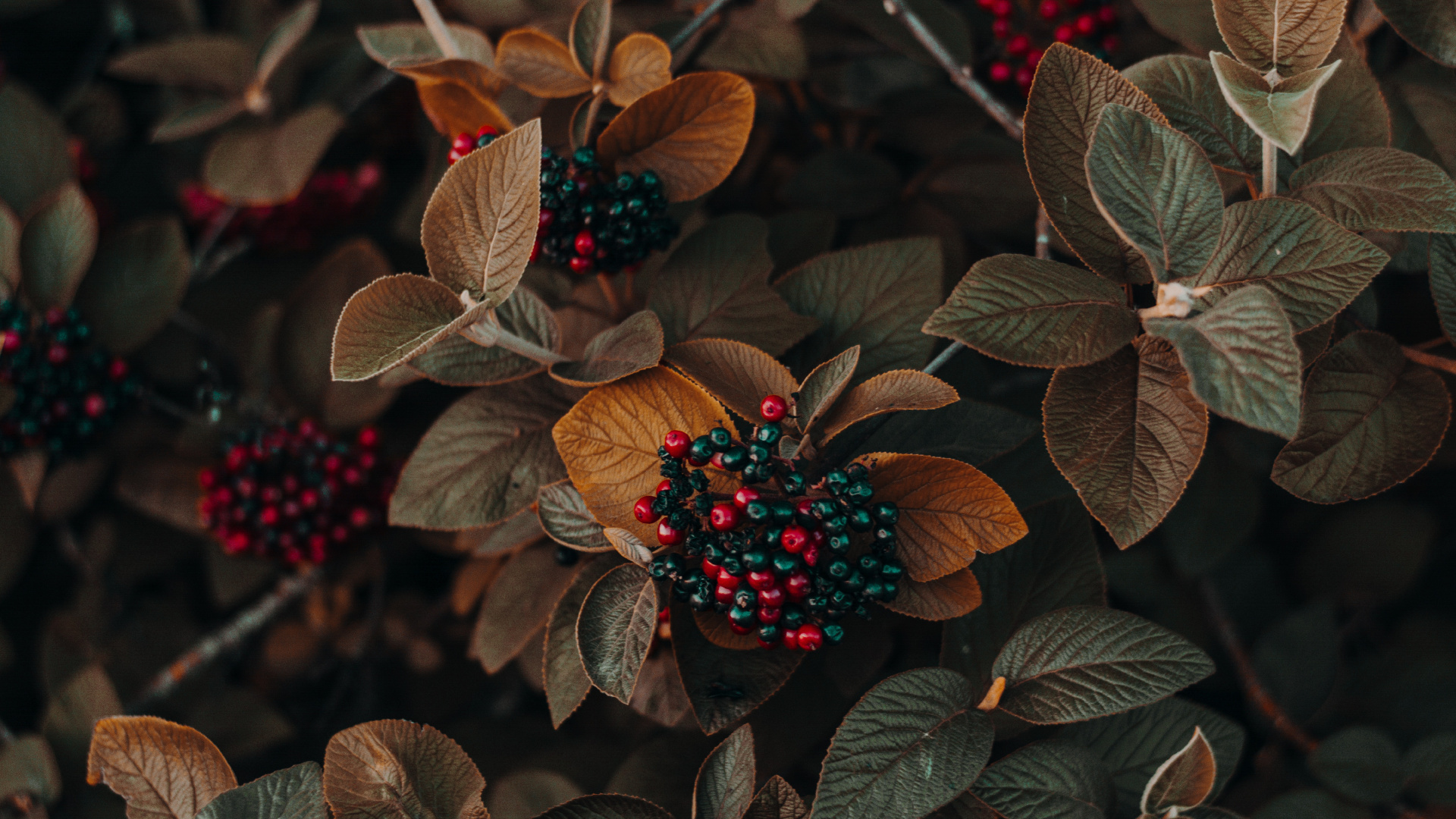 Lumière, Feuille, Plante Terrestre, Fruits, la Floraison de la Plante. Wallpaper in 1920x1080 Resolution