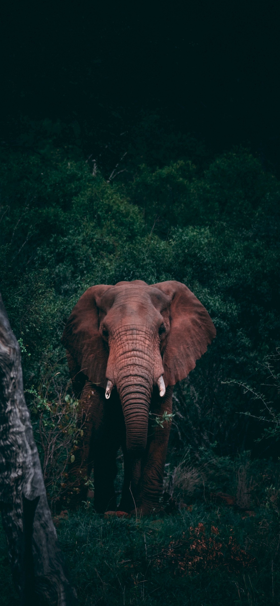 Brown Elephant in The Forest During Daytime. Wallpaper in 1125x2436 Resolution