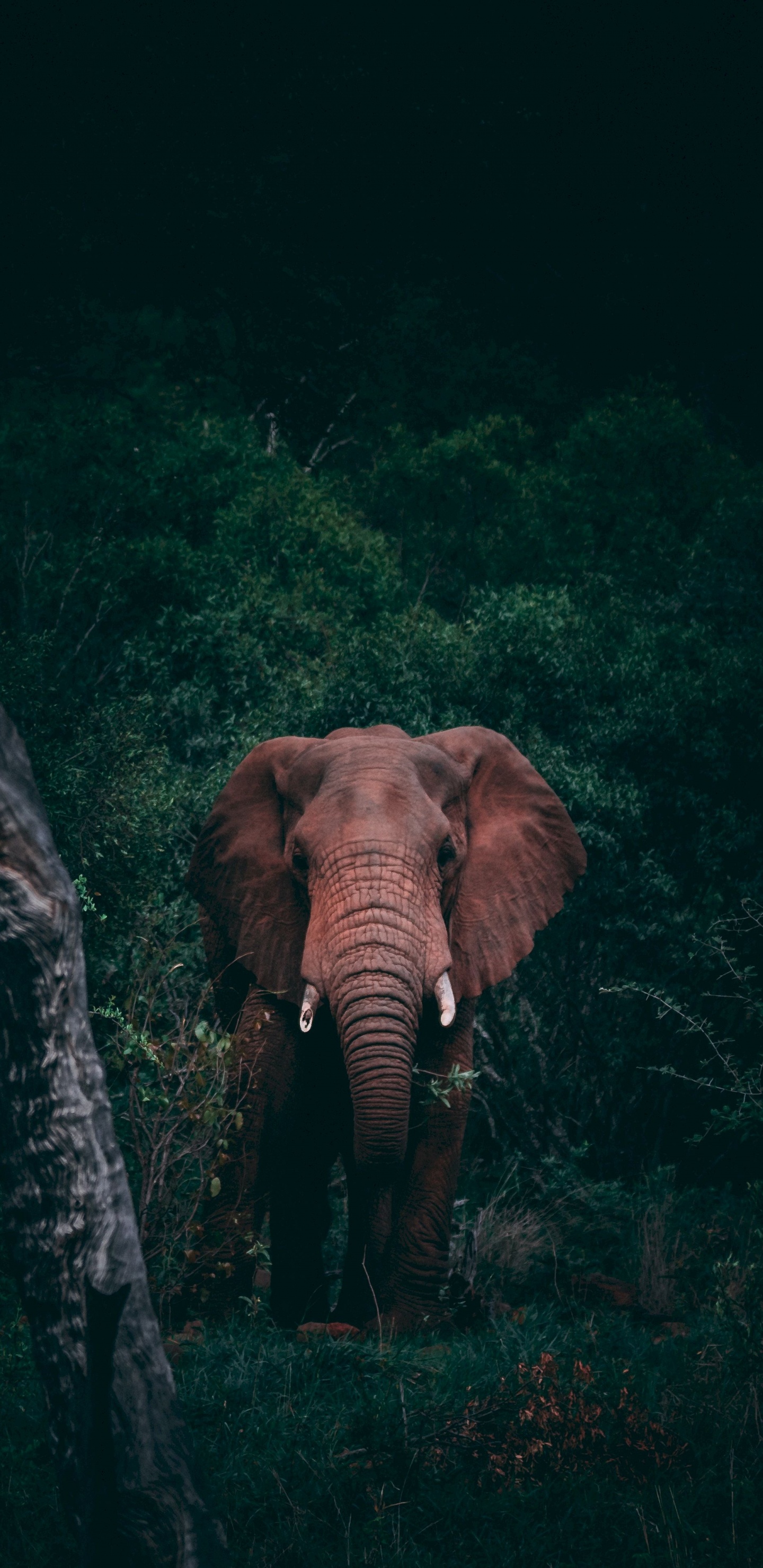 Brown Elephant in The Forest During Daytime. Wallpaper in 1440x2960 Resolution