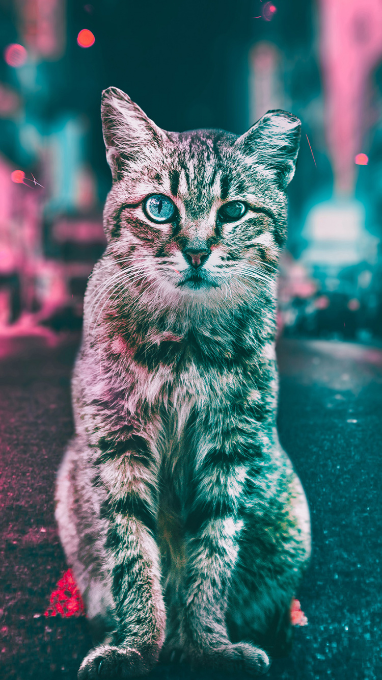 Silver Tabby Cat on Red Floor. Wallpaper in 750x1334 Resolution