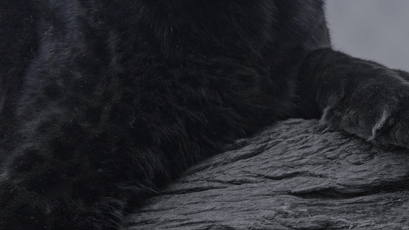 Bagira Animal, Jaguar, Felidae, Cat, Cougar. Wallpaper in 1366x768 Resolution