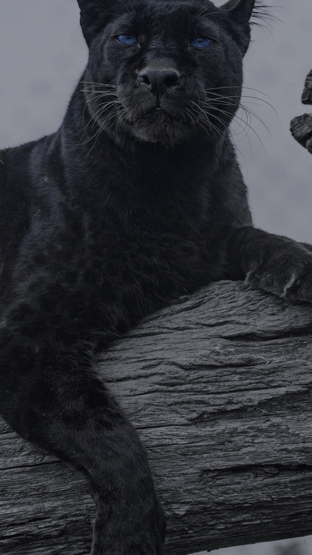 Ils Ont Des Animaux, Jaguar, Felidae, Chat, Cougar. Wallpaper in 1080x1920 Resolution