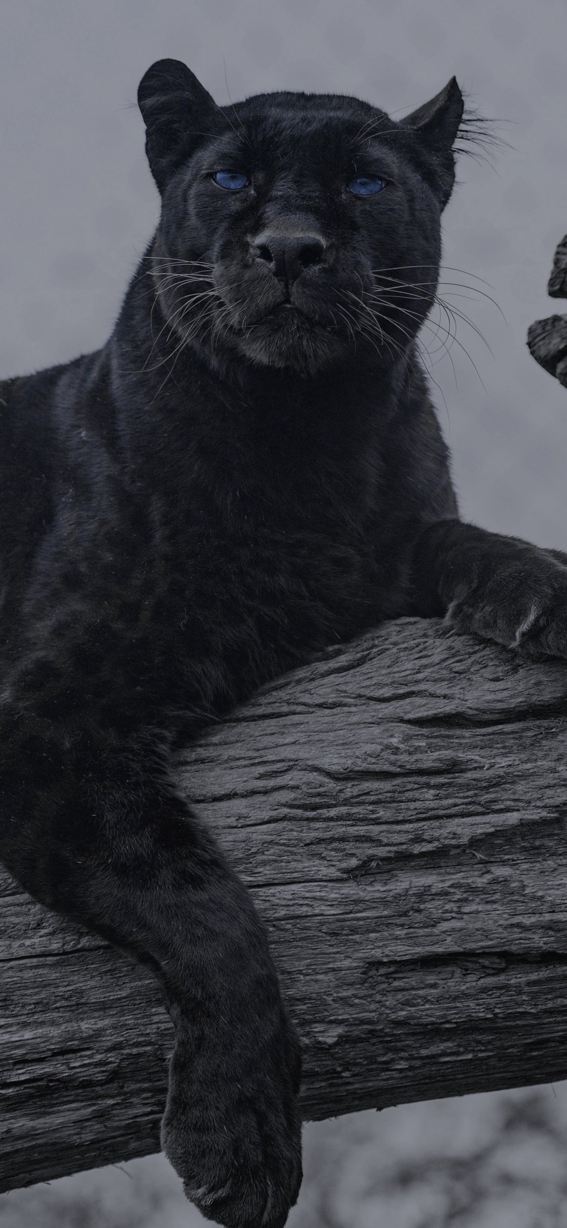 Ils Ont Des Animaux, Jaguar, Felidae, Chat, Cougar. Wallpaper in 1125x2436 Resolution