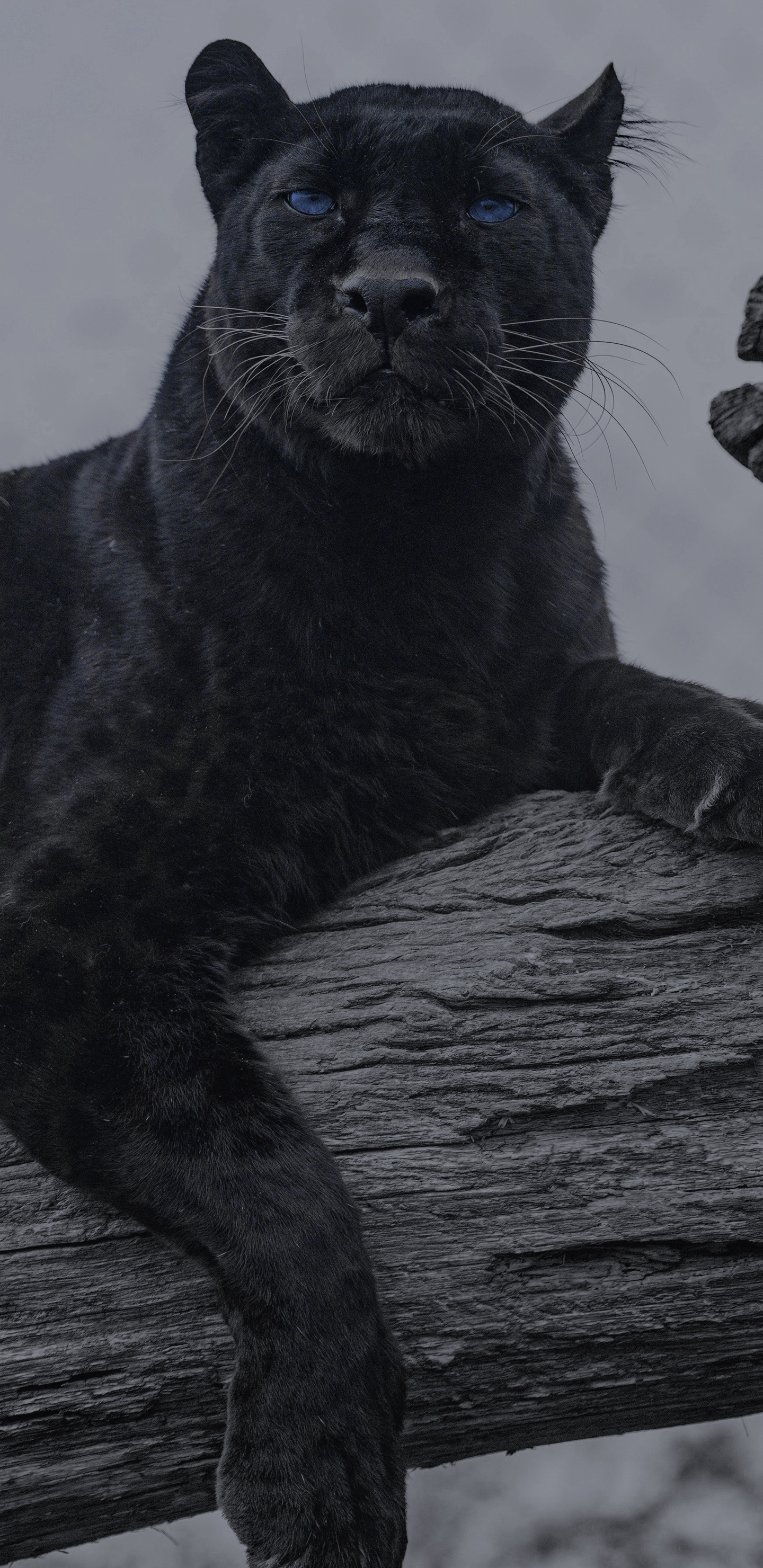Ils Ont Des Animaux, Jaguar, Felidae, Chat, Cougar. Wallpaper in 1440x2960 Resolution