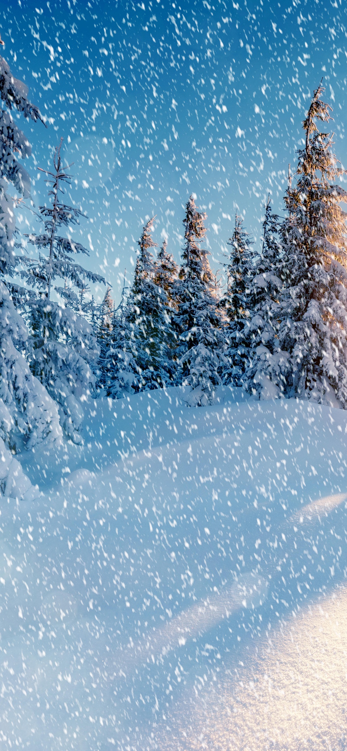 Arbres Couverts de Neige Pendant la Nuit. Wallpaper in 1125x2436 Resolution