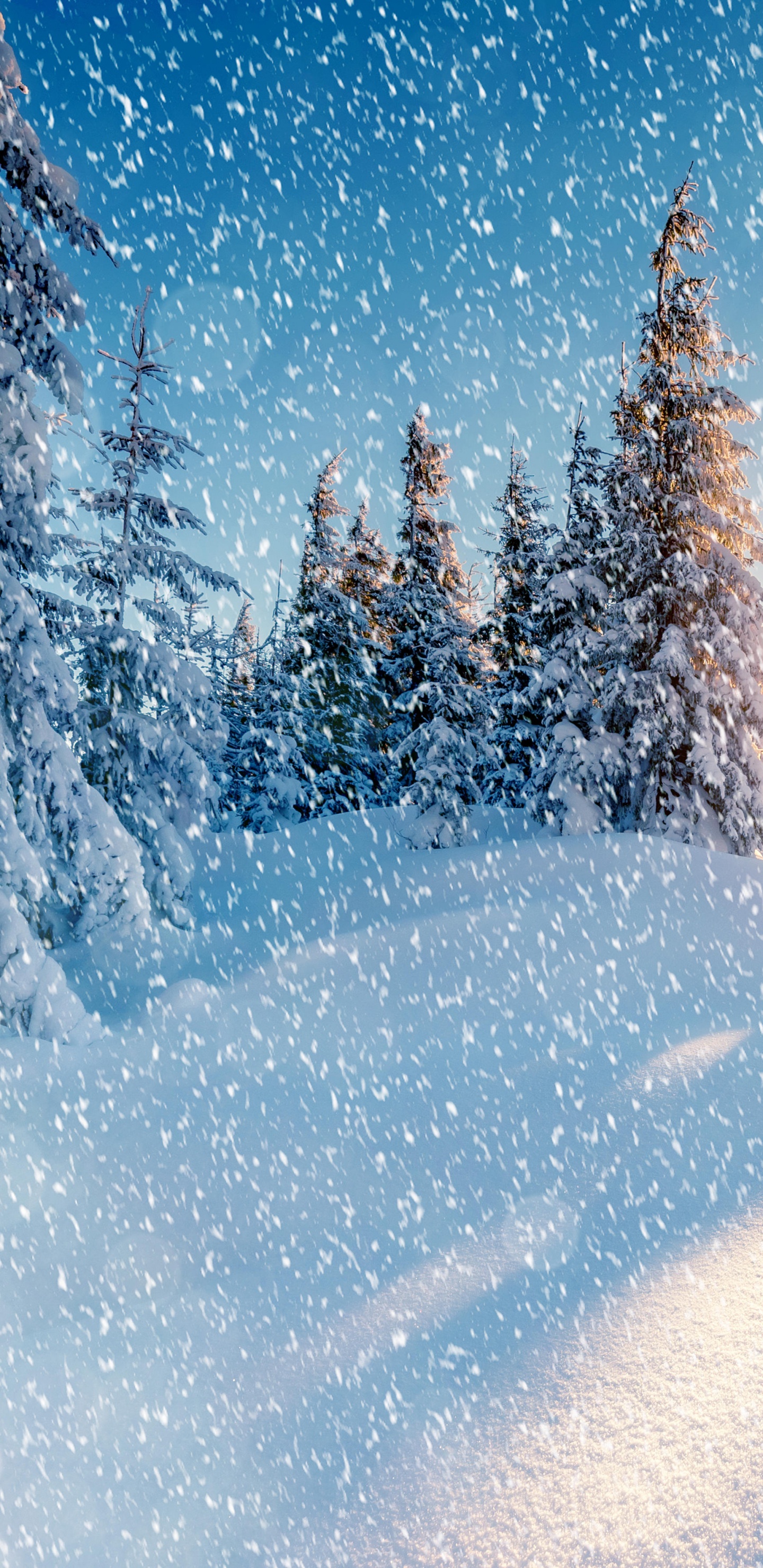 Árboles Cubiertos de Nieve Durante la Noche. Wallpaper in 1440x2960 Resolution