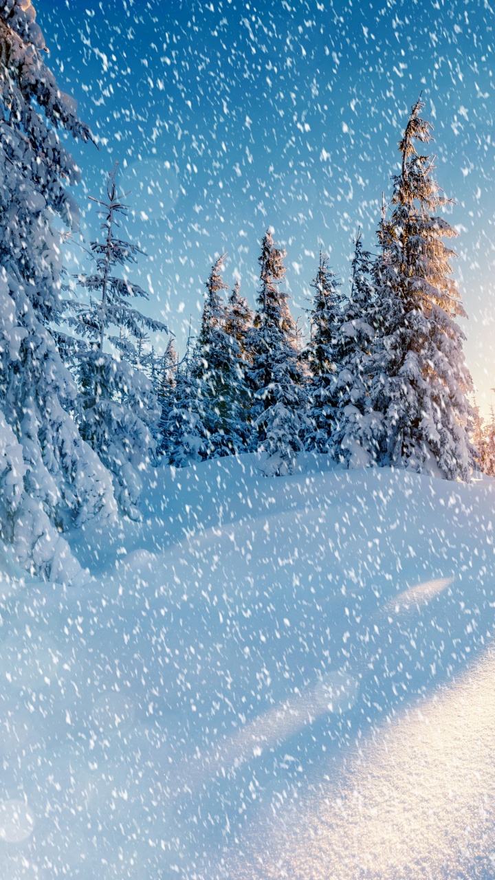 Snow Covered Trees During Night Time. Wallpaper in 720x1280 Resolution