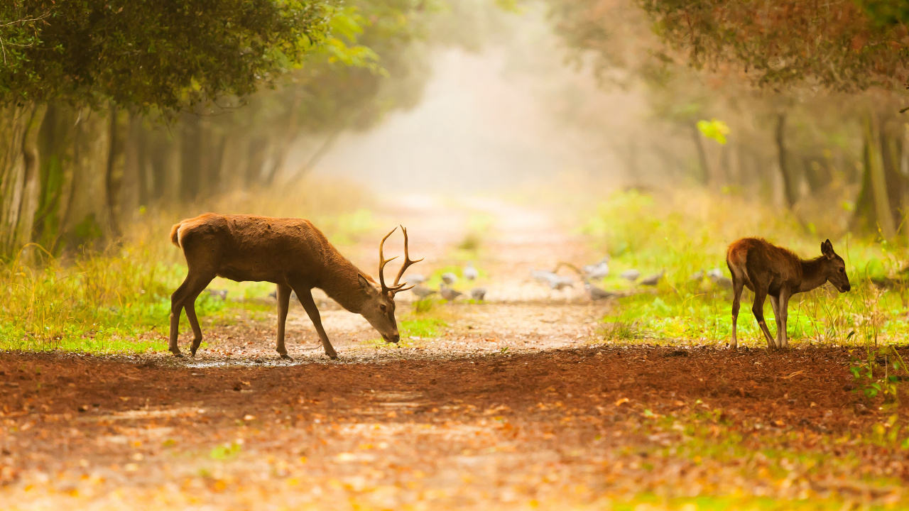 Cerf Brun Marchant Sur un Chemin de Terre Brun Pendant la Journée. Wallpaper in 1280x720 Resolution