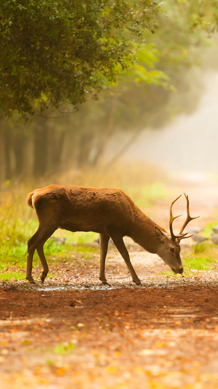 Cerf Brun Marchant Sur un Chemin de Terre Brun Pendant la Journée. Wallpaper in 750x1334 Resolution