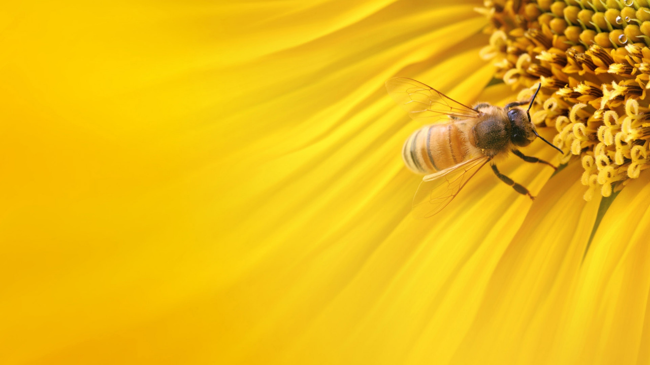 Brown Bee on Yellow Flower. Wallpaper in 1280x720 Resolution