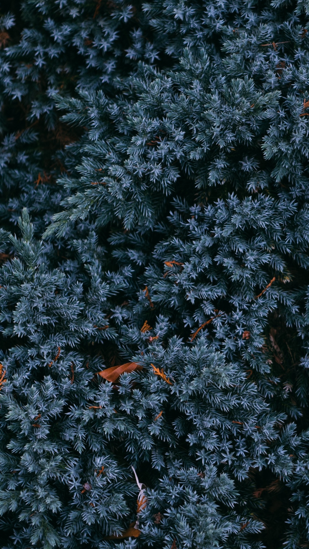Feuilles Rouges Sur Sol Noir. Wallpaper in 1080x1920 Resolution