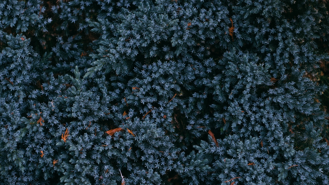 Feuilles Rouges Sur Sol Noir. Wallpaper in 1280x720 Resolution