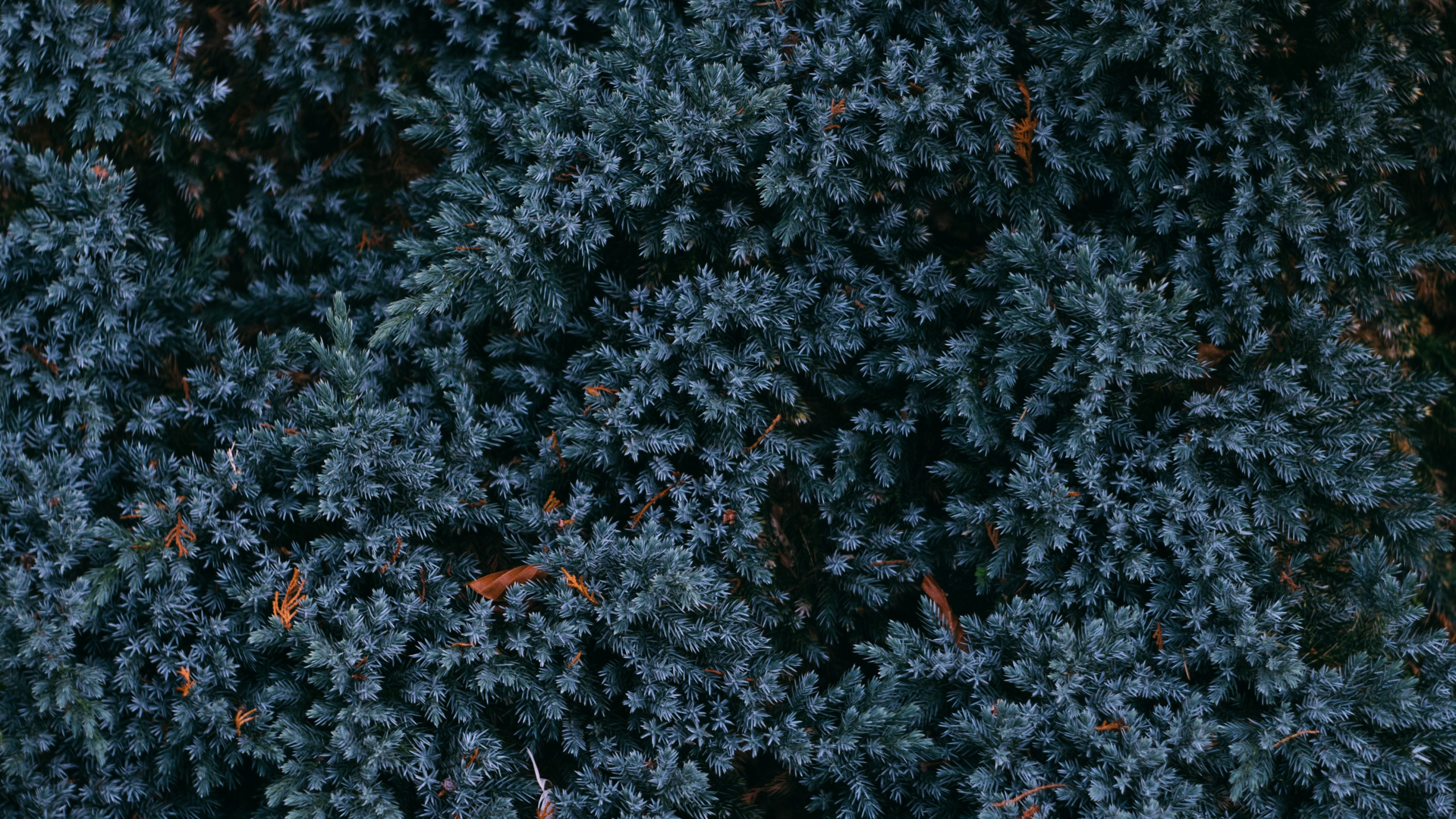 Feuilles Rouges Sur Sol Noir. Wallpaper in 2560x1440 Resolution