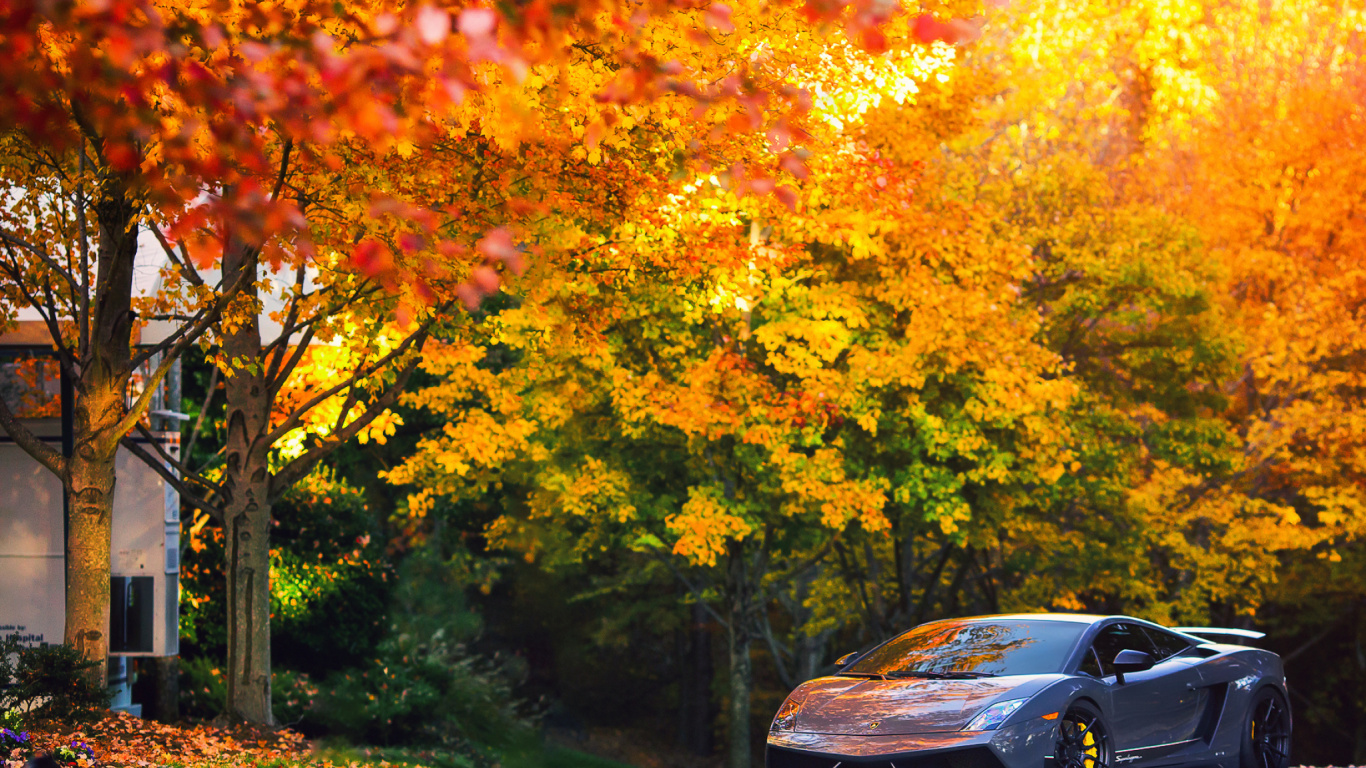 Voiture Noire Garée Près Des Arbres à Feuilles D'oranger Pendant la Journée. Wallpaper in 1366x768 Resolution