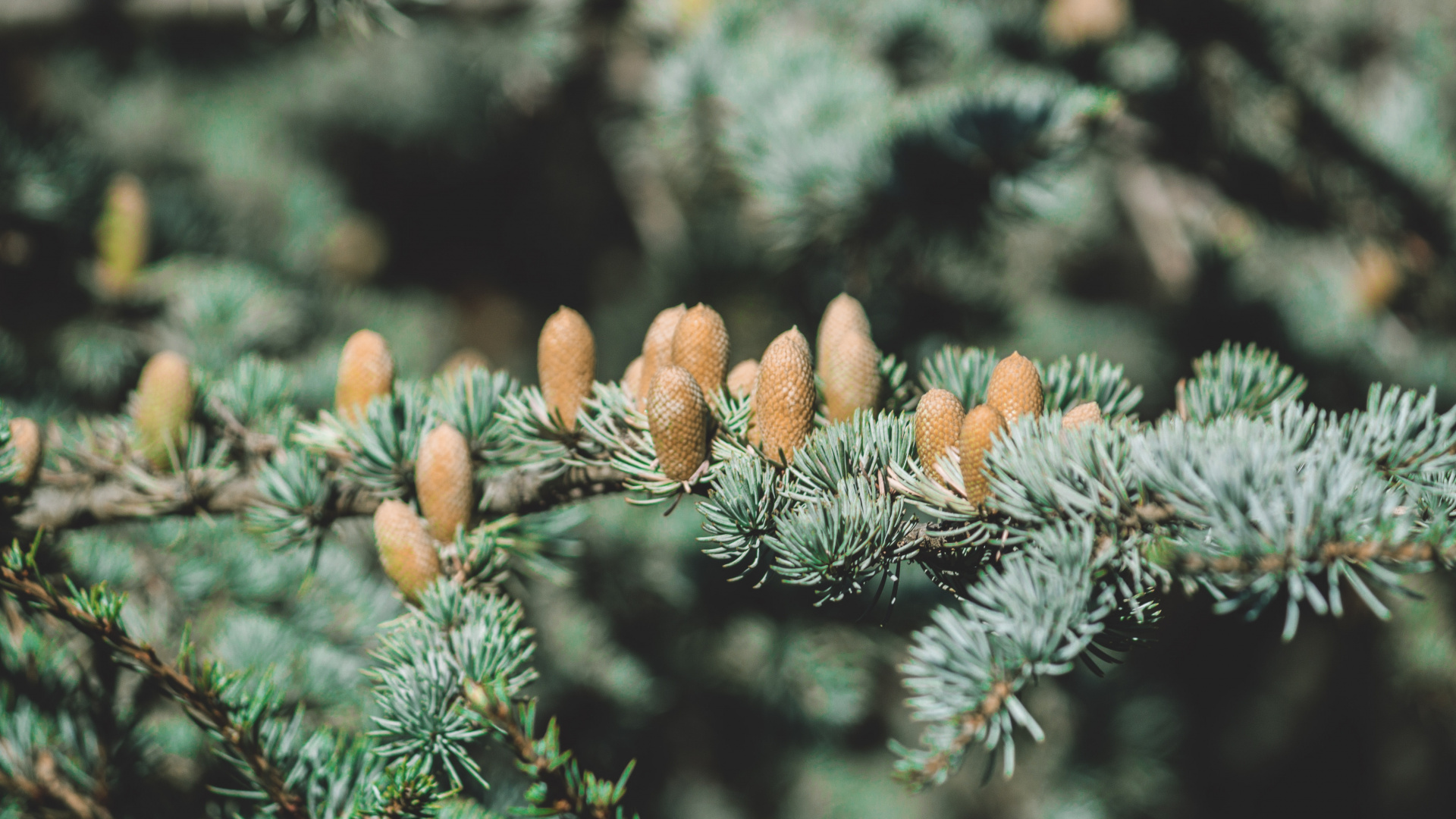 Brown and Green Pine Cone on Green Pine Tree. Wallpaper in 1920x1080 Resolution