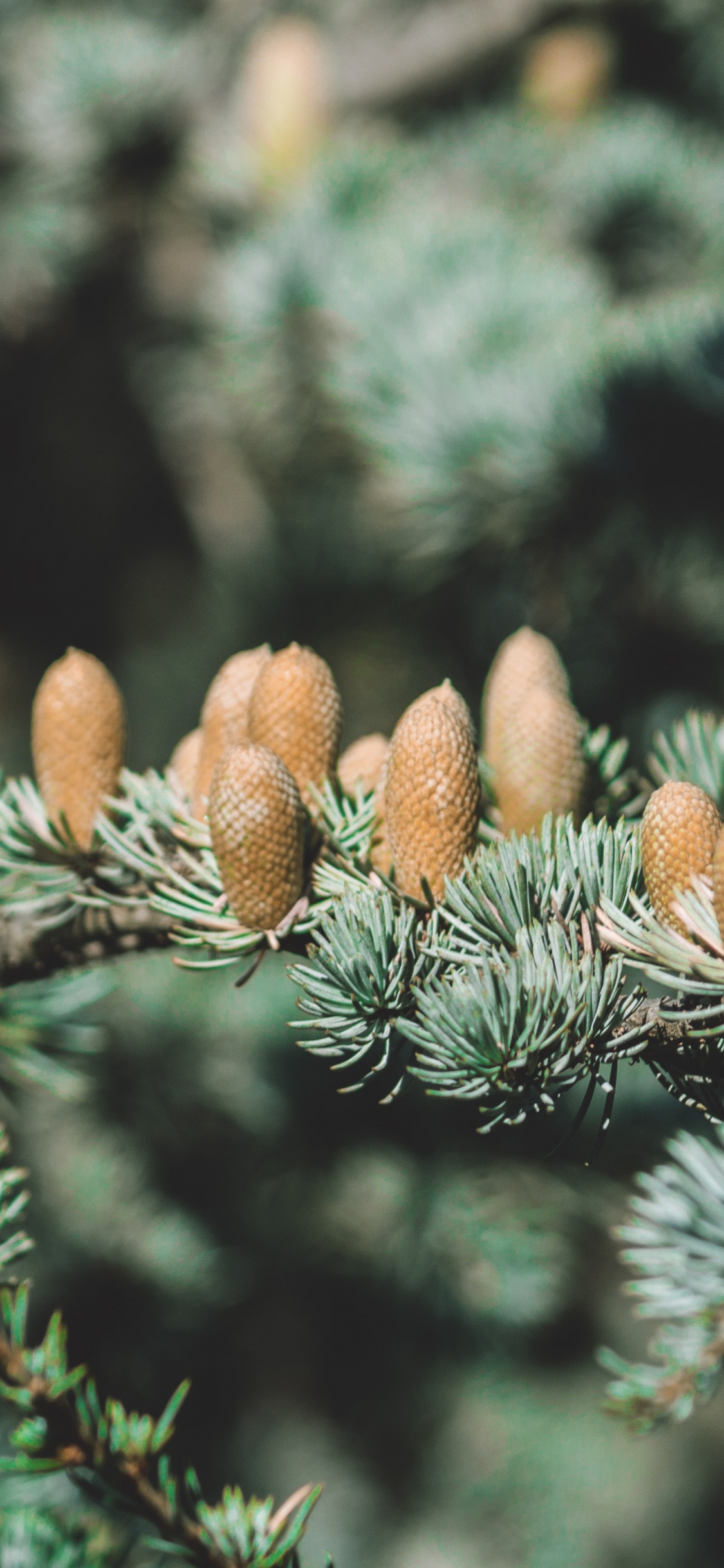 工厂, Fir, 报价, 针叶树锥, 云杉 壁纸 1125x2436 允许