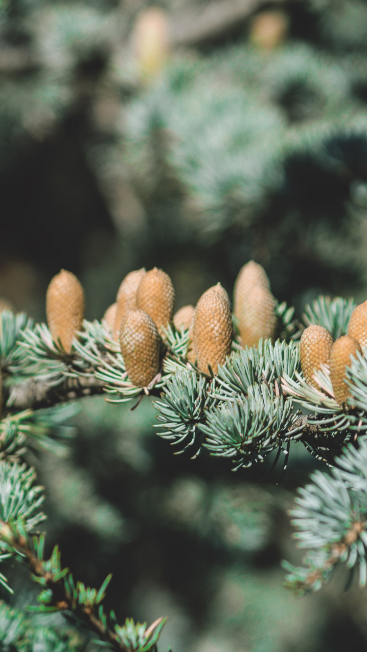 Pomme de Pin Marron et Vert Sur Pin Vert. Wallpaper in 750x1334 Resolution
