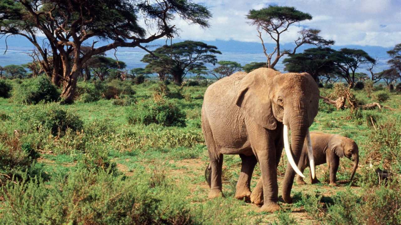 Brown Elephant on Green Grass Field During Daytime. Wallpaper in 1280x720 Resolution