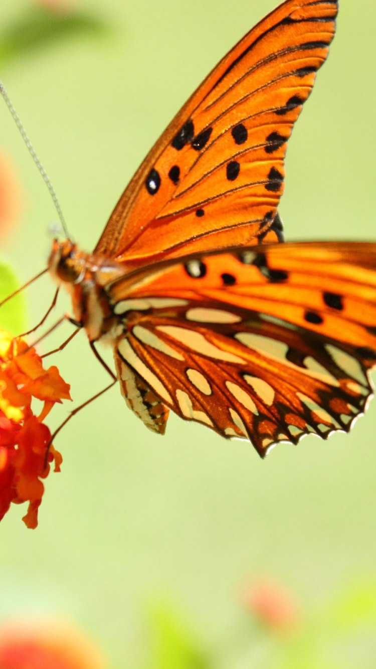 Mariposa Naranja y Negra Encaramada en Planta Verde. Wallpaper in 750x1334 Resolution