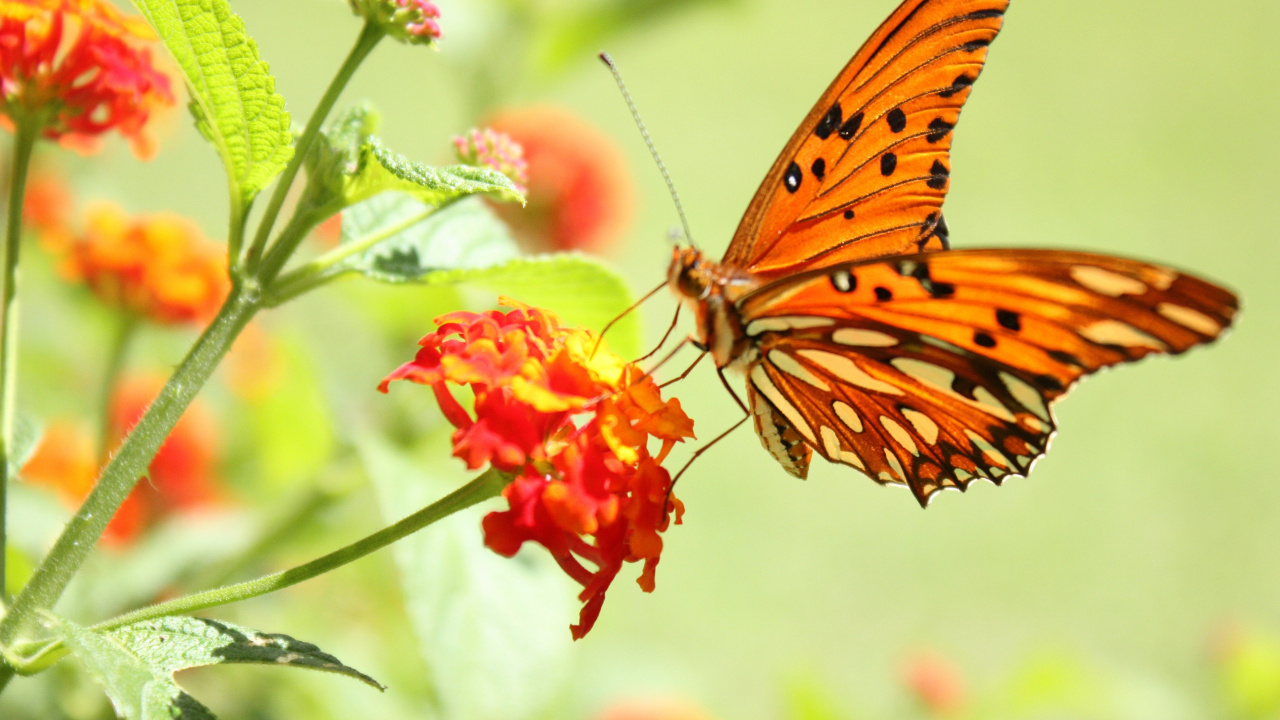 Orange and Black Butterfly Perched on Green Plant. Wallpaper in 1280x720 Resolution