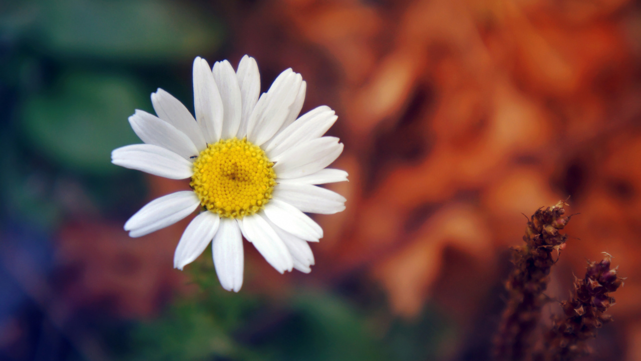 White Daisy in Tilt Shift Lens. Wallpaper in 1280x720 Resolution