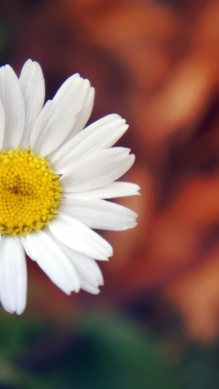 White Daisy in Tilt Shift Lens. Wallpaper in 750x1334 Resolution