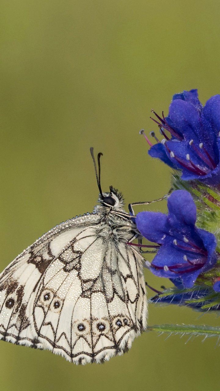 Weißer Und Schwarzer Schmetterling Thront Auf Lila Blume. Wallpaper in 720x1280 Resolution