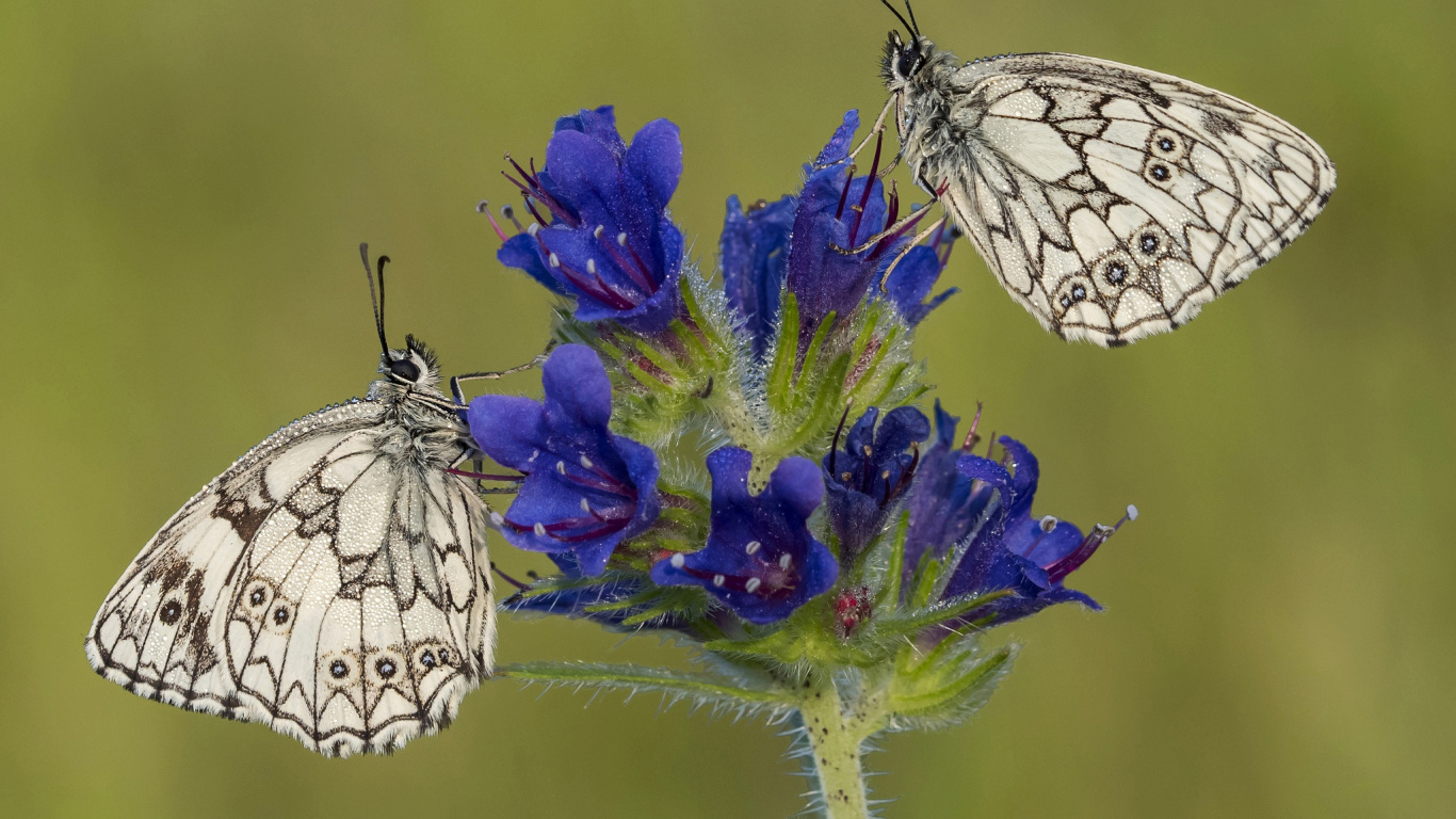 Mariposa Blanca y Negra Encaramada Sobre Flor Morada. Wallpaper in 1366x768 Resolution