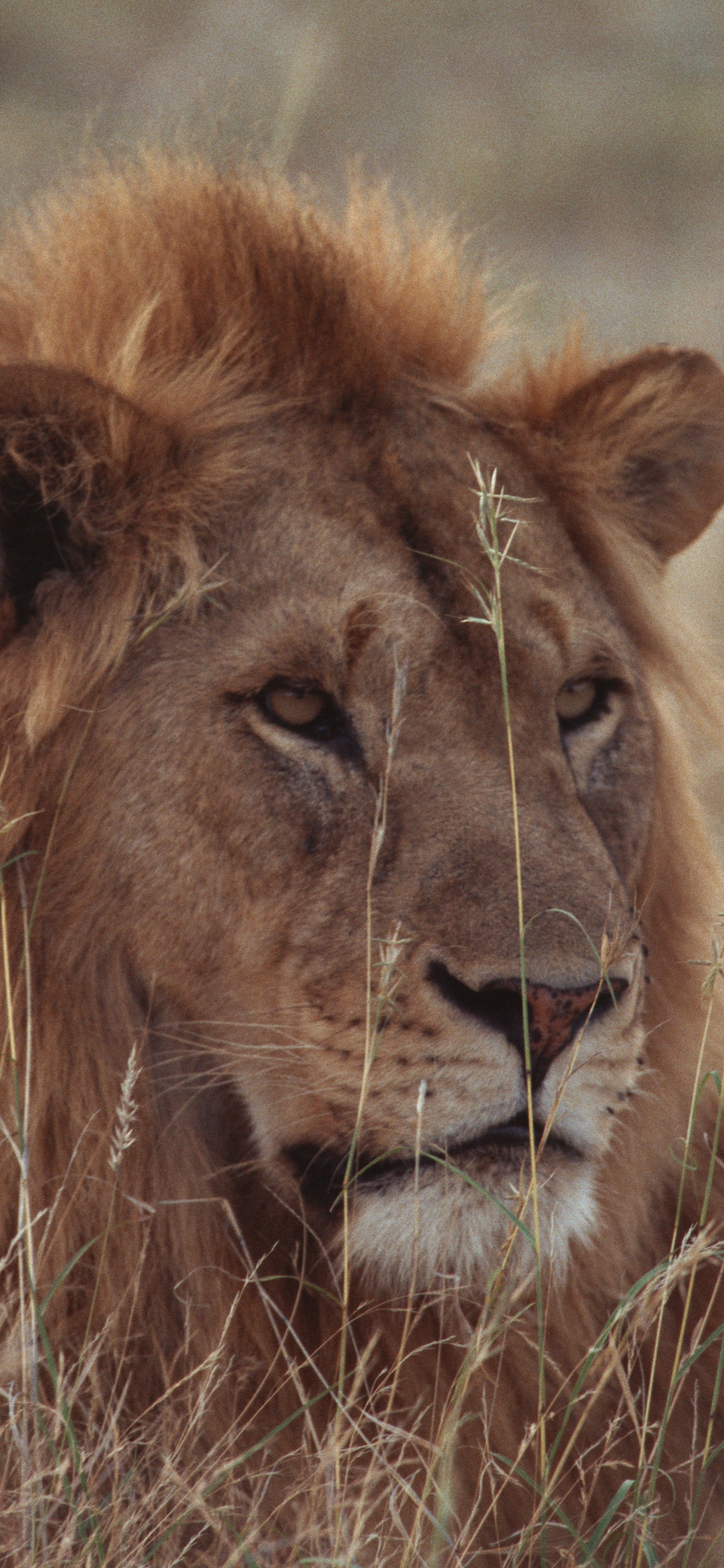 Lion Brun Allongé Sur L'herbe Verte Pendant la Journée. Wallpaper in 1125x2436 Resolution