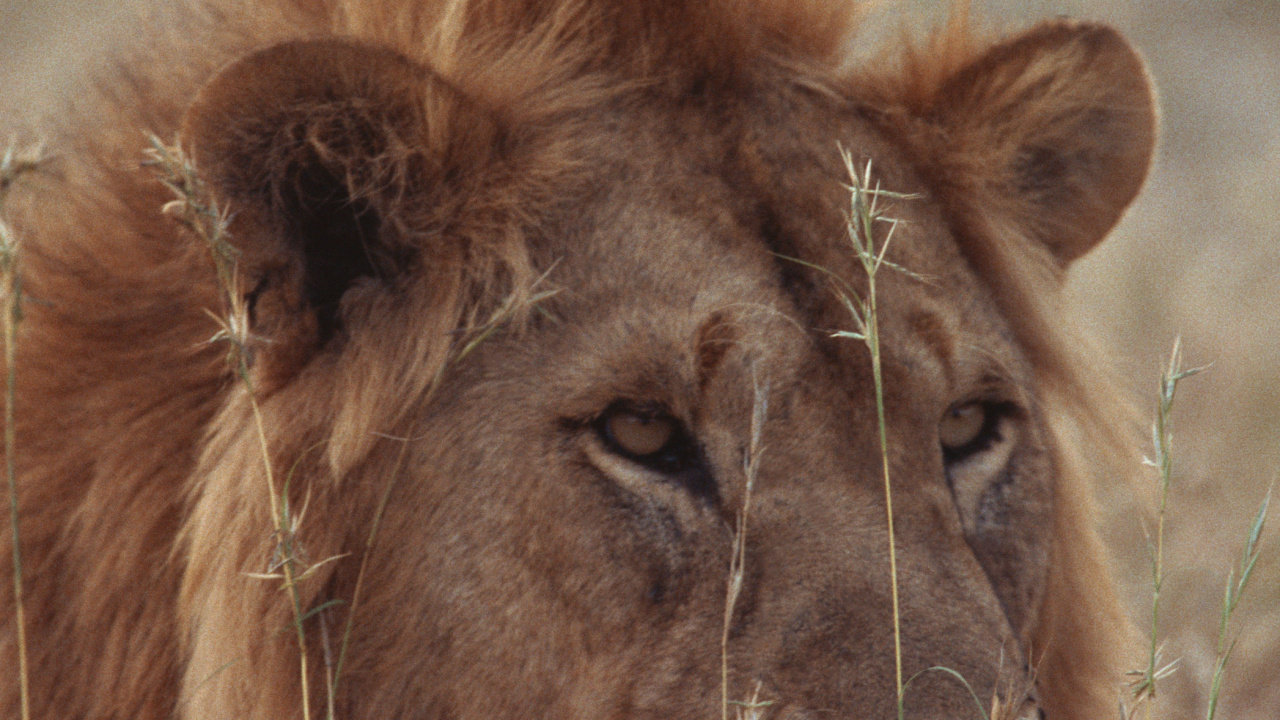 Lion Brun Allongé Sur L'herbe Verte Pendant la Journée. Wallpaper in 1280x720 Resolution