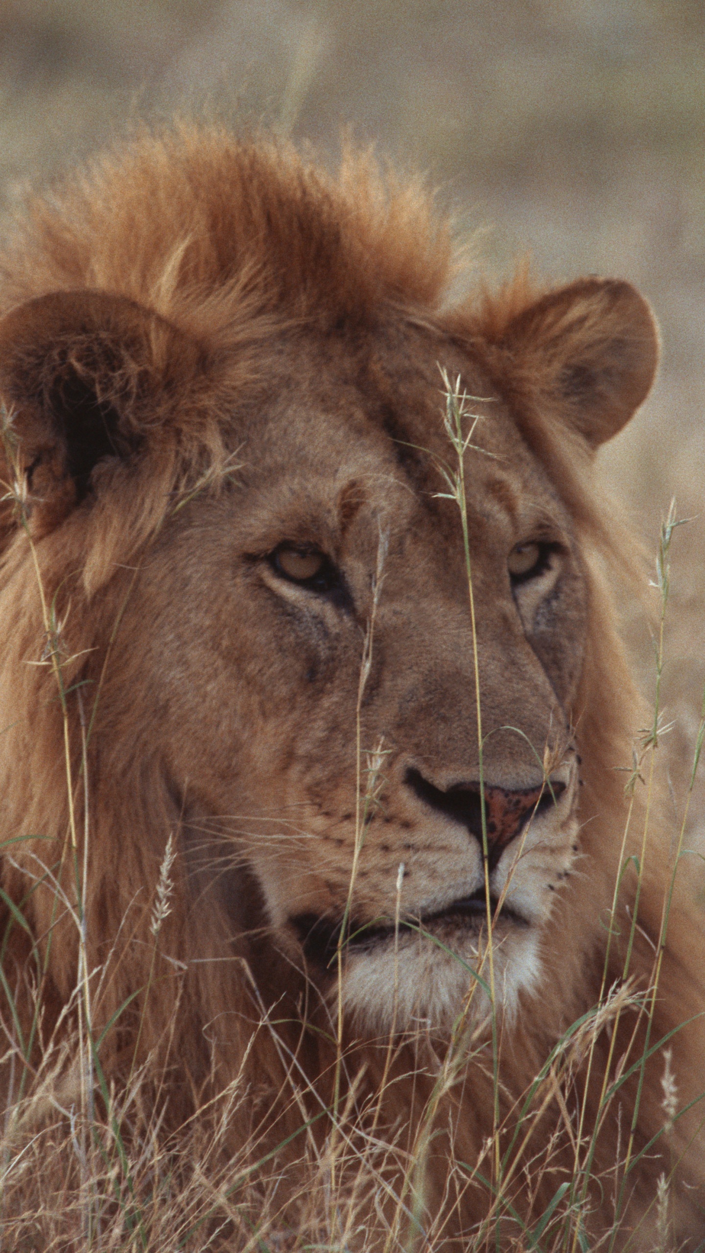 Lion Brun Allongé Sur L'herbe Verte Pendant la Journée. Wallpaper in 1440x2560 Resolution